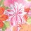 Floral Luxe Jersey Short-Sleeve Capri Pajamas
